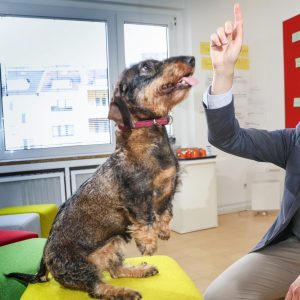 Hunde willkommen